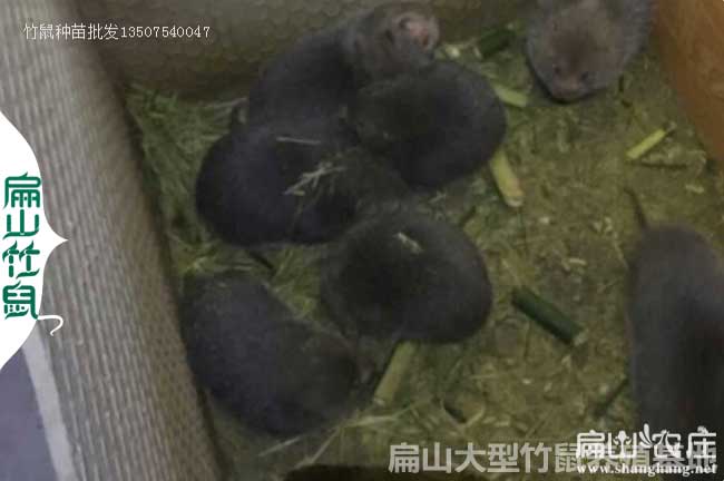 陽新竹鼠養殖大中基地