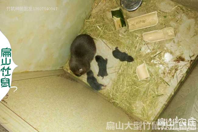 賓陽竹鼠養殖合作社