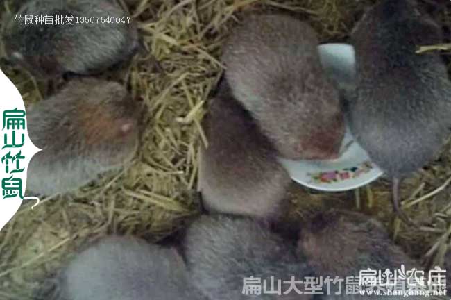 梧州紅頰竹鼠養殖基地 2024廣西種苗多少錢一只(一對1公2母)