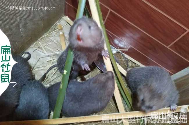上林竹鼠養殖基地