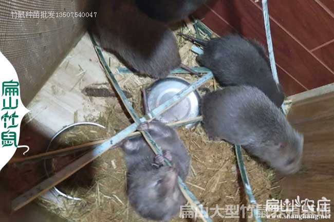 長沙花兔竹鼠養殖場