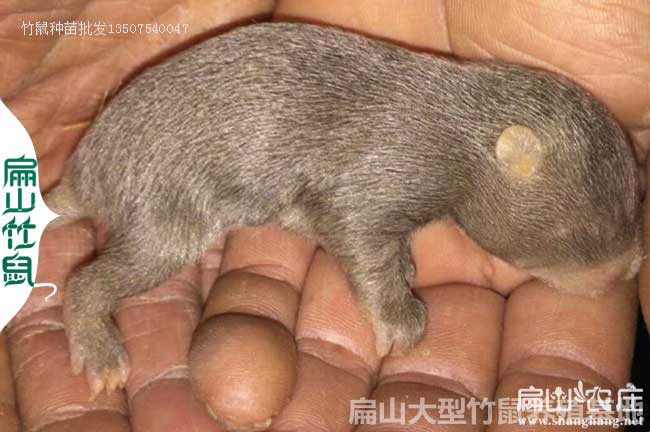 長沙小竹鼠種苗批發