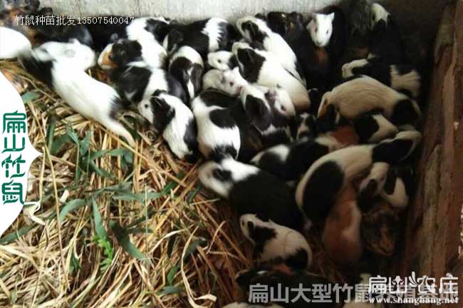 吉林花兔竹鼠養殖基地 吉林花兔竹鼠養殖基地