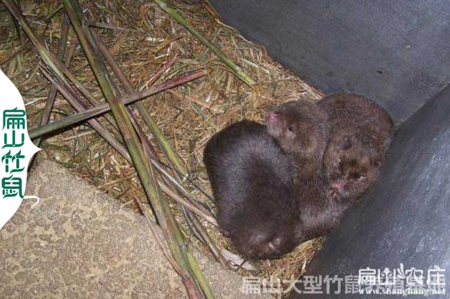 瓷磚容易引起竹鼠的腹瀉