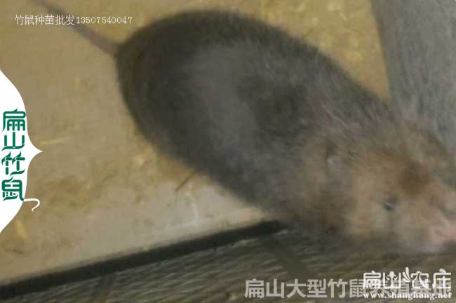 靈川大中的銀星c紅頰竹鼠養殖基地