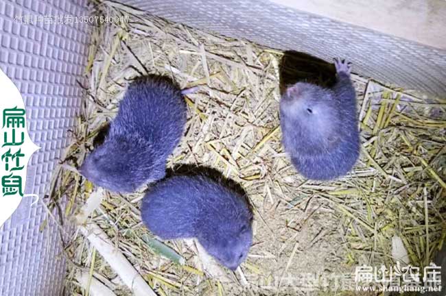 2024吉林竹鼠苗價格 2024吉林竹鼠苗價格