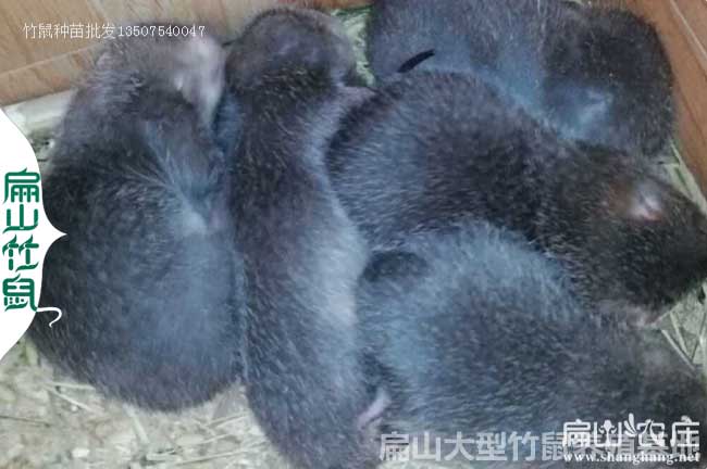 吉林竹鼠苗批發中心 吉林竹鼠苗批發中心