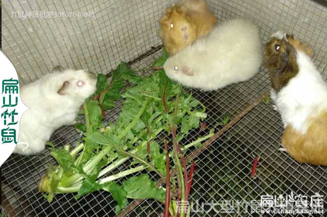 江西月月兔竹鼠種苗批發