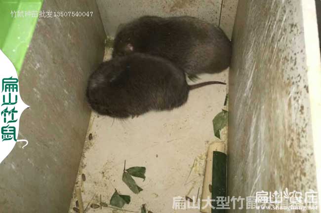 龍勝竹鼠種苗批發