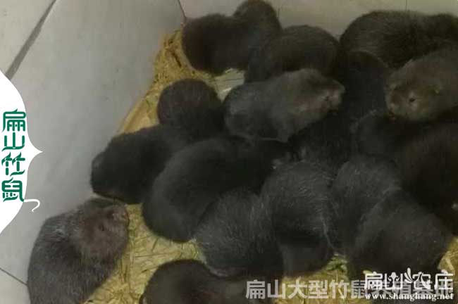 桂林竹鼠養殖基地