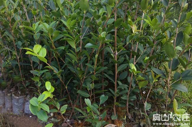 福建閩優油茶苗
