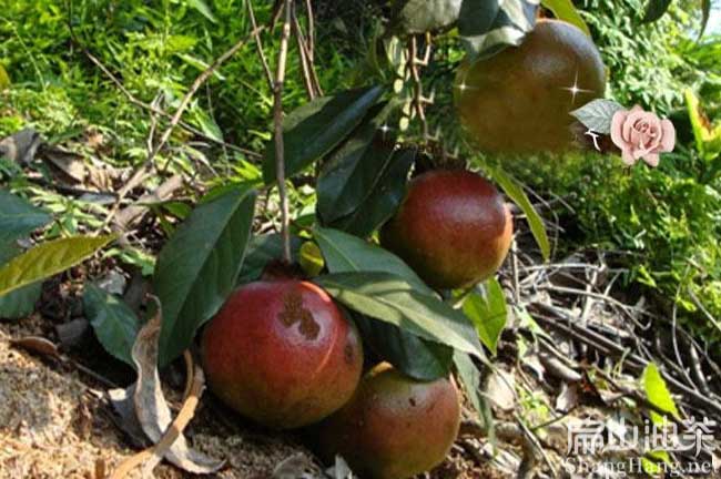 廣西大果油茶樹