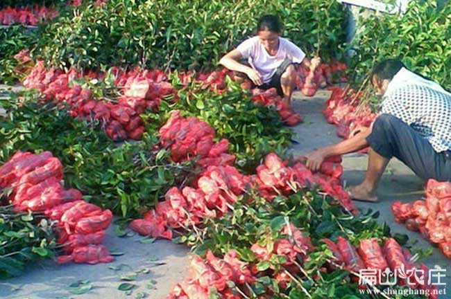 溪軟枝油茶3號苗批發