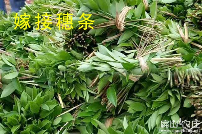 龍游穗條批發