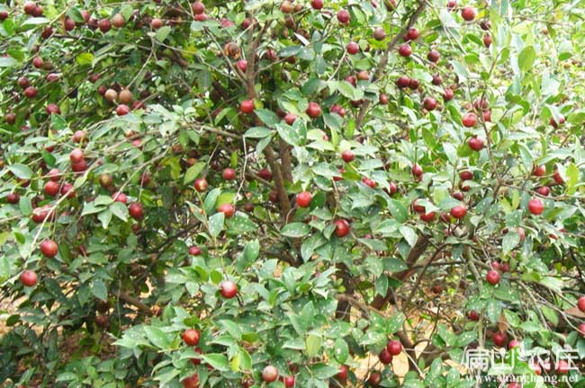 良種高產岑溪軟枝油茶3號油茶