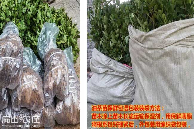 益陽油茶基地