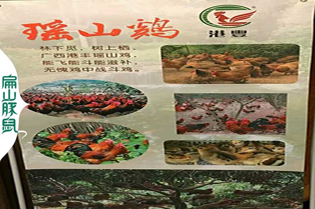 港豐瑤山雞品質.jpg