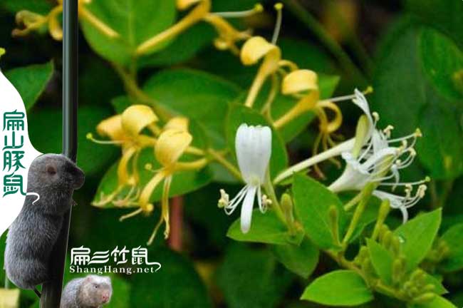 恩施人想養蜂哪里有技術培訓鄂州孝感蜂群批發