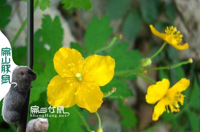 武平蜜蜂養殖基地