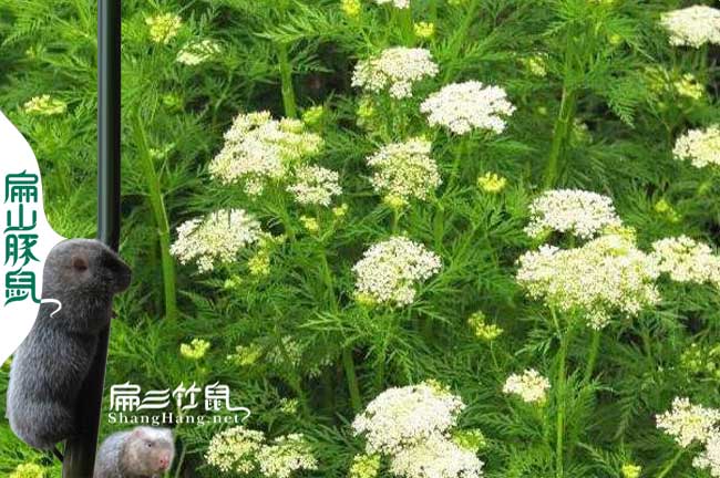 閩西交易城蜜蜂養殖合作