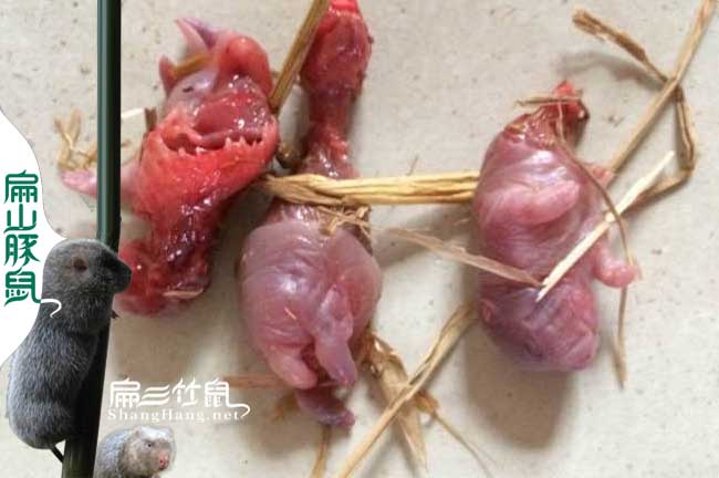 母竹鼠為什么會吃仔
