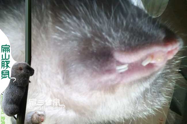 竹鼠肚子大的原因？