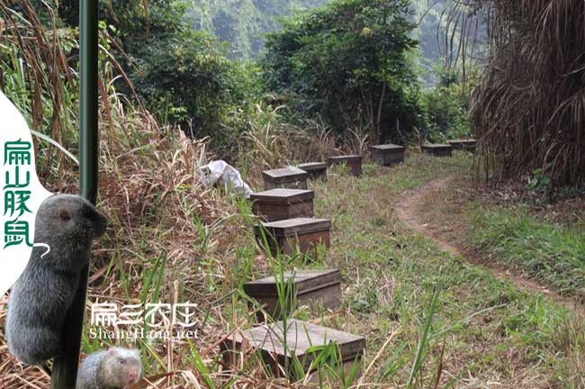 漳平蜜蜂養殖合作社