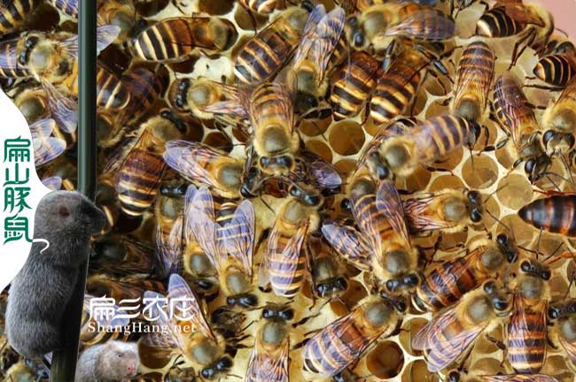 江蘇蜂群批發