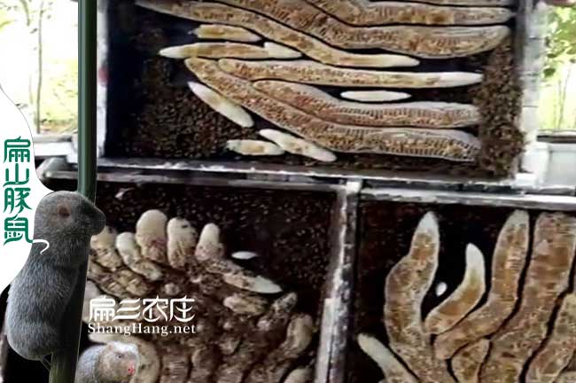 龍巖中蜂優質種蜂王