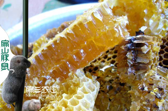 長汀大中的蜂蜜養殖基地