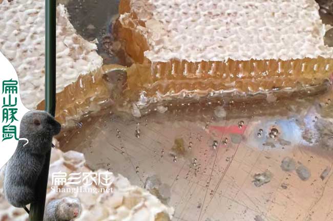 寧德蜜蜂養殖技術