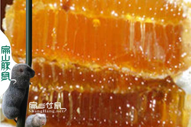 安徽蜜蜂養殖基地