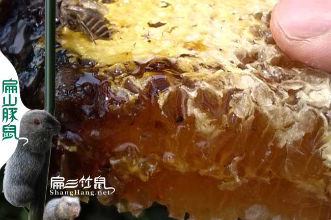 江西蜂巢蜜批發