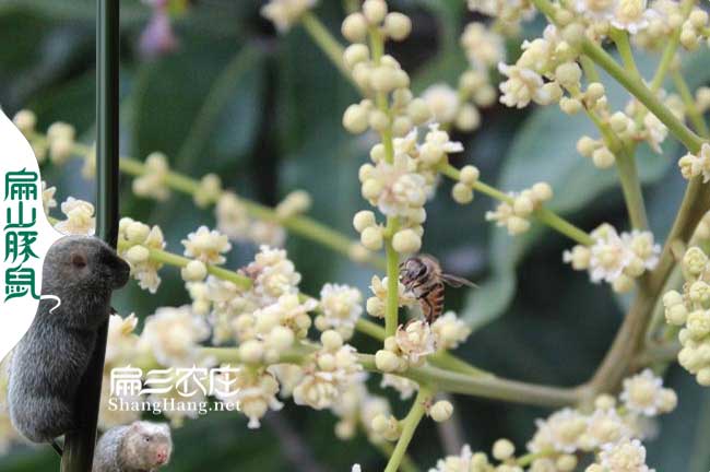 徐州蜜蜂養殖