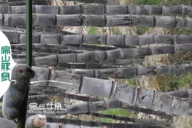 臺州竹鼠種苗多少錢一對