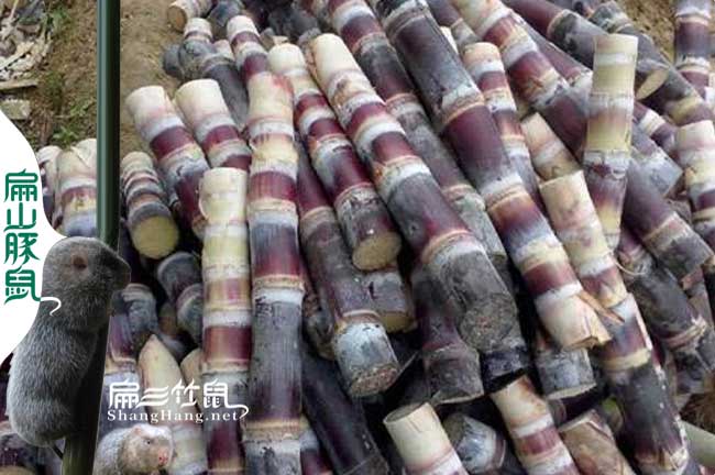 竹鼠養殖辦證