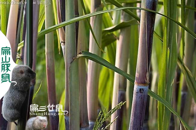 云縣竹鼠養殖基地