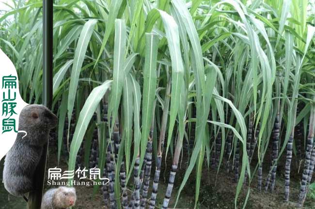 養竹鼠甘蔗