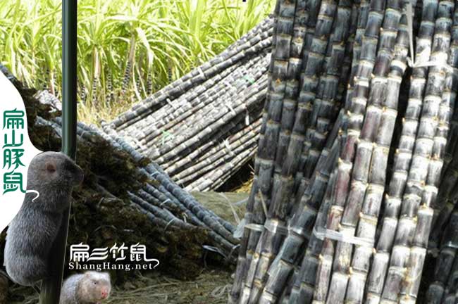 中山竹鼠食物