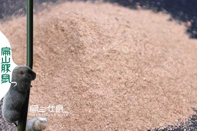 寶安竹鼠種苗批發