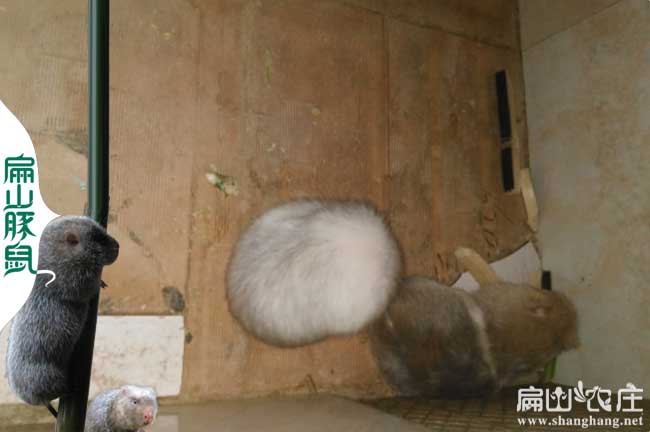 廣西白竹鼠種苗批發