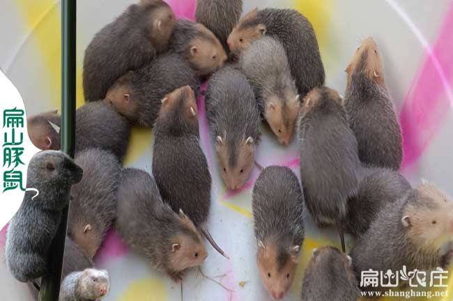廣西扁山竹鼠種苗批發基地