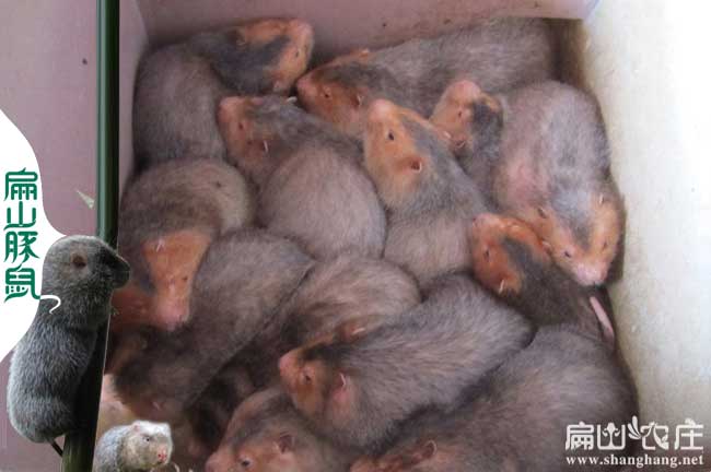 竹鼠養殖方式