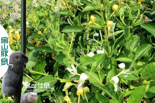 龍巖大中的蜜蜂養殖合作社
