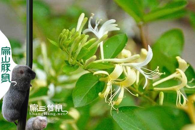 連城蜂蜜價格批發