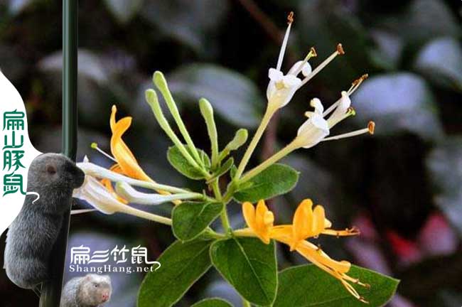 漳州蜜蜂養殖技術