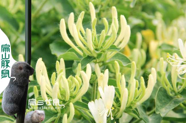長汀蜜蜂養殖技術培訓