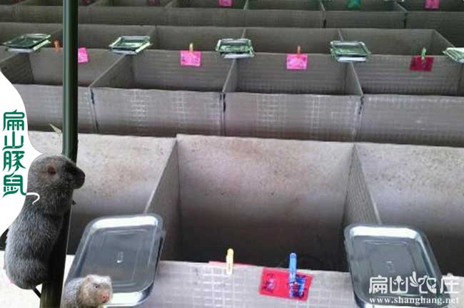 竹鼠引種拉稀應激反應