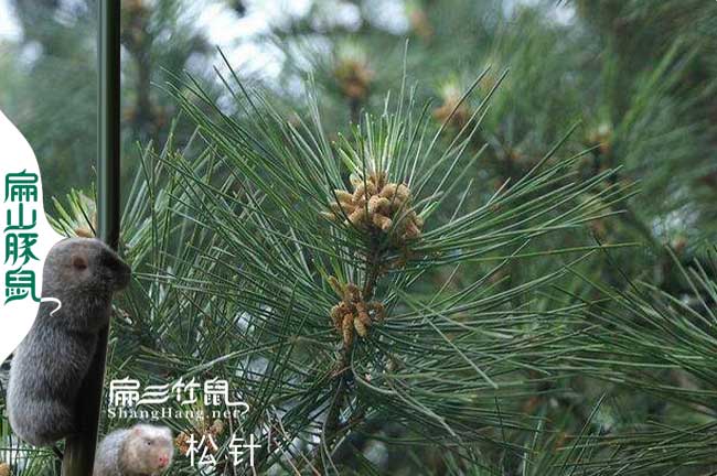 開化竹鼠養殖技術