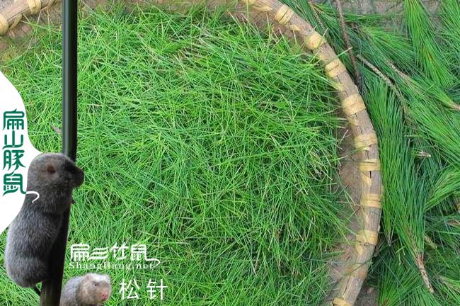 衢江竹鼠養殖技術培訓